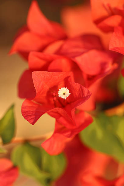 istock beautiful colorful tropical flower 476356254