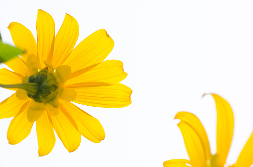 Tree marigold, Mexican tournesol, Mexican sunflower on white background.
