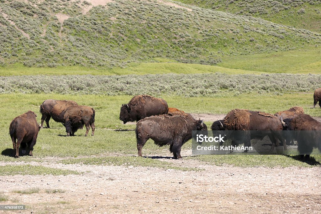 Buffalo fronte di - Foto stock royalty-free di Bisonte americano