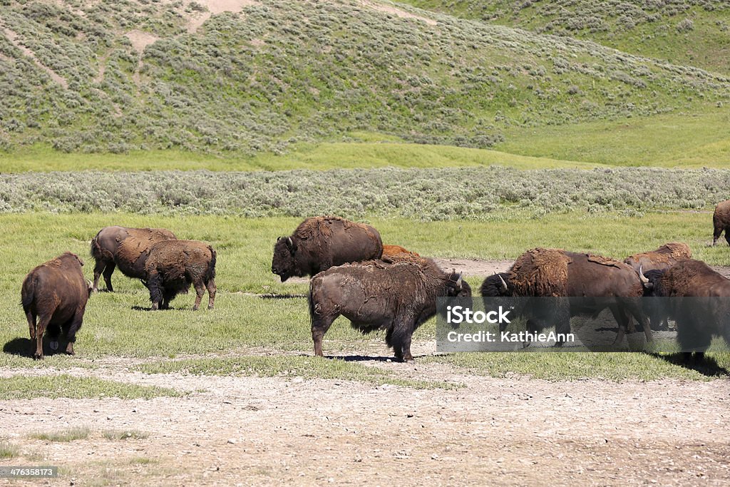 Буффало с видом на - Стоковые фото Американский бизон роялти-фри