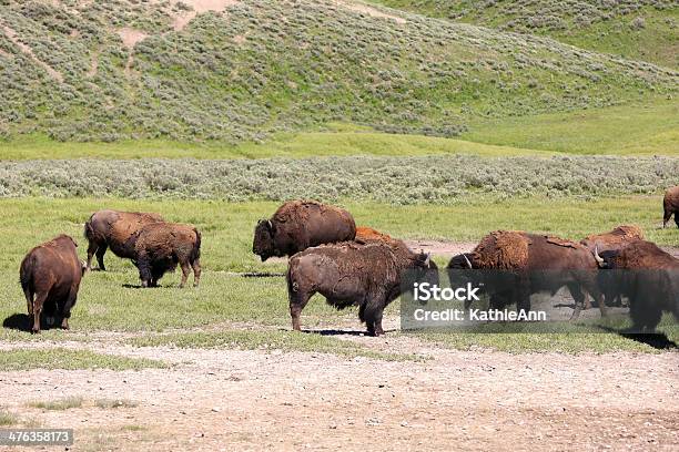 Буффало С Видом На — стоковые фотографии и другие картинки Американский бизон - Американский бизон, Гнев, 12 часов
