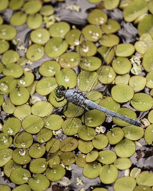 Dragonfly sits on lilypads