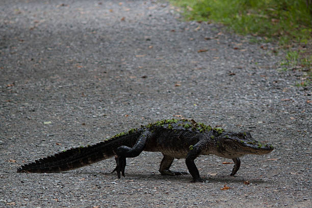 istock Alligator crossing the road 476358664