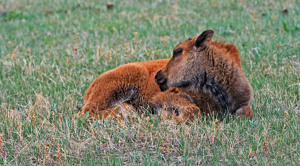 istock Bison Buffalo baby calf laying down Custer State Park 476359106