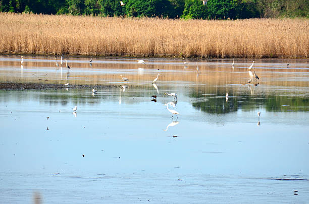 istock New Jersey wetlands 476359119