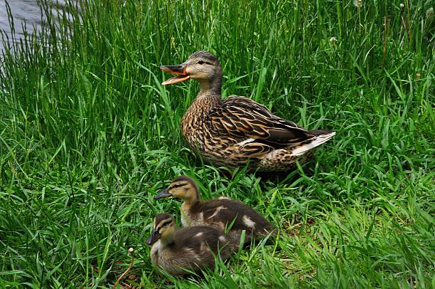 istock Mother mallard hen and ducklings 476359128