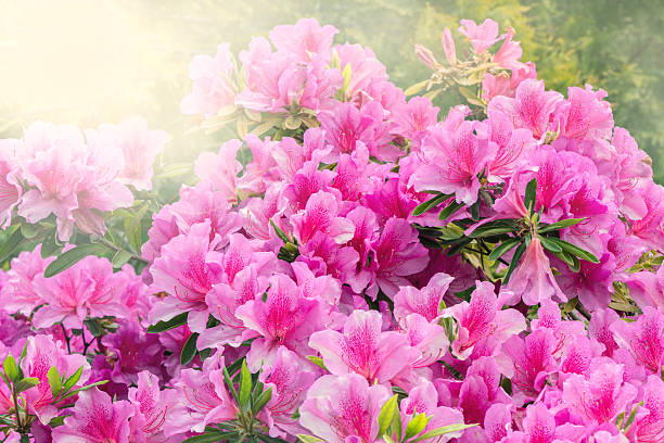 blumen der rhododendron. - azalea magenta flower red stock-fotos und bilder
