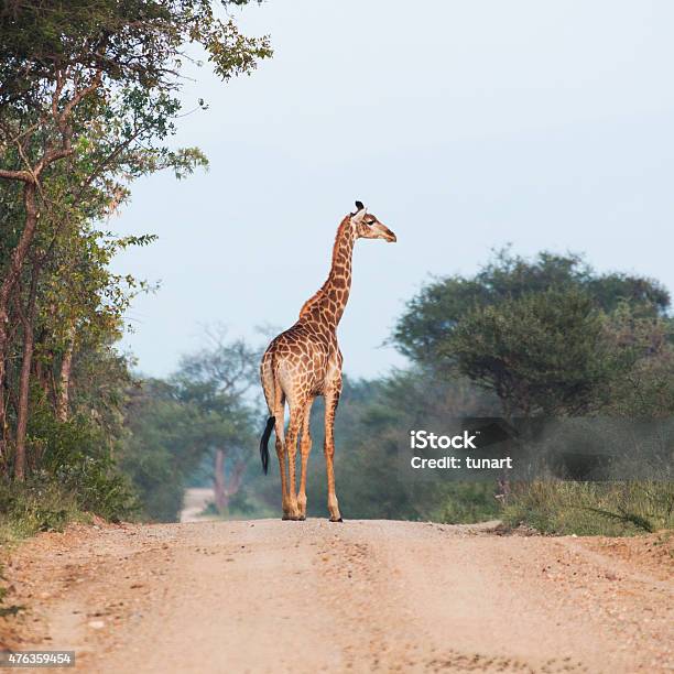 Giraffe In Kruger Wildlife Reserve Stock Photo - Download Image Now - Kruger National Park, 2015, Africa