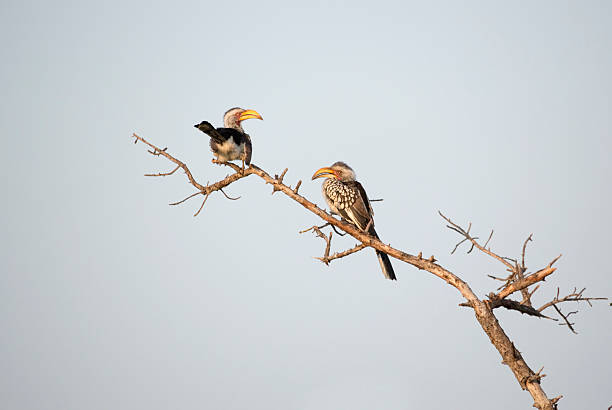 Yellow Billed Horn Bills in Kruger Wildlife Reserve Hornbills perching on tree in Kruger Wildlife Reserve in South Africa. kapama reserve stock pictures, royalty-free photos & images