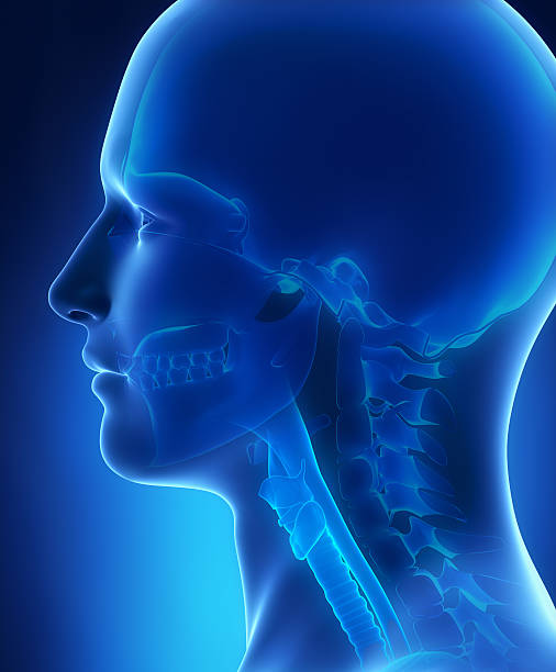 istock Head and skull anatomy 476359479