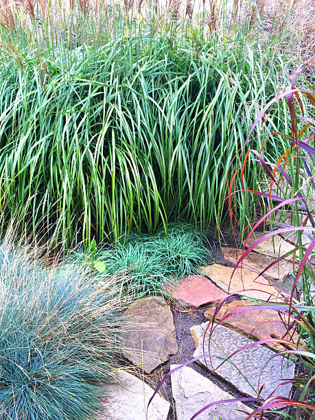 istock Decorative grass and stone path in the garden 476359550