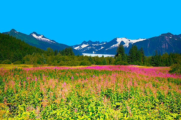 Mendel Glacier with fireweed Mendel Glacier with a sprawling field of Fireweed in the foreground. A crystal clear day with blue sky's is rare in Juneau Alaska USA.  RM flower mountain fireweed wildflower stock pictures, royalty-free photos & images