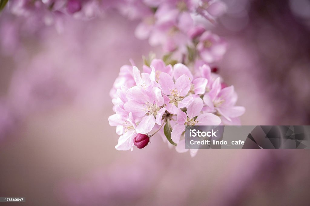 Cherry blossom Baum branch - Lizenzfrei Ast - Pflanzenbestandteil Stock-Foto