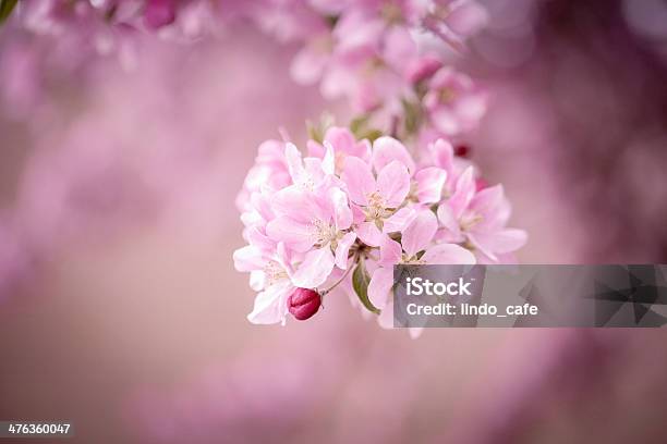 桜の木の枝 - デフォーカスのストックフォトや画像を多数ご用意 - デフォーカス, ピンク色, 写真