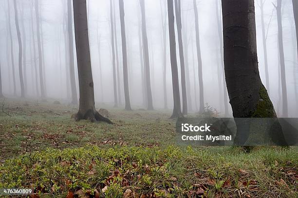 Beechwood Foto de stock y más banco de imágenes de Aire libre - Aire libre, Amanecer, Arboleda