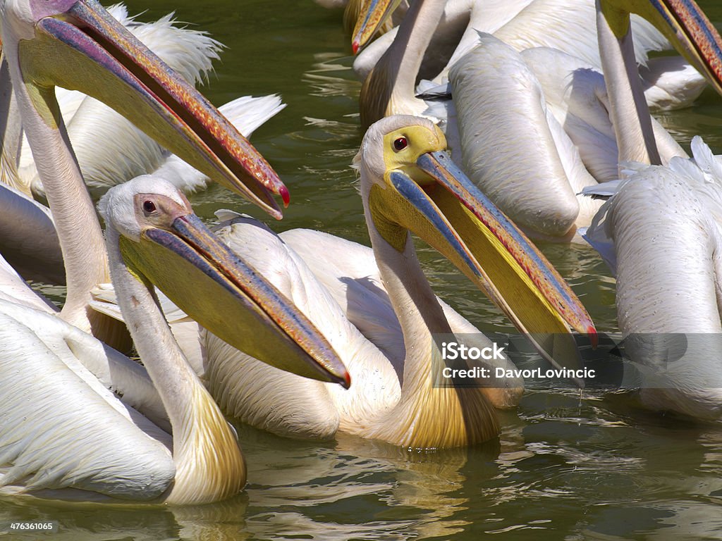 Pelicanos em Ziwai - Foto de stock de Animal royalty-free