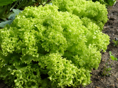 Lollo Bionda lettuce in an organic garden