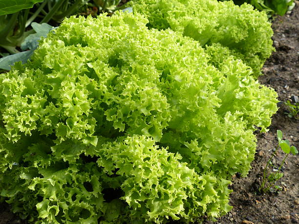 jardim orgânicos alface lollo bionda - lollo bionda lettuce imagens e fotografias de stock