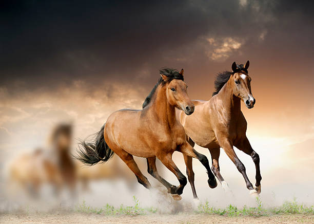 Young horses run Young horses run with herd wild animal running stock pictures, royalty-free photos & images