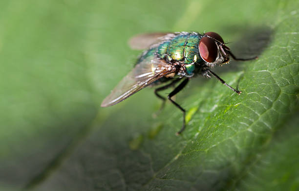 Voar em uma folha Verde - foto de acervo