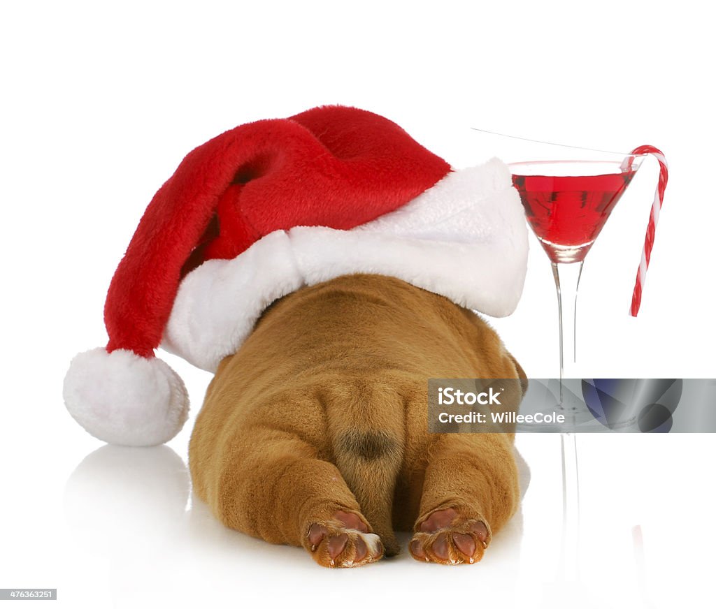 christmas puppy christmas puppy - dogue de bordeaux puppy wearing santa hat laying beside christmas cocktail isolated on white background Cocktail Stock Photo