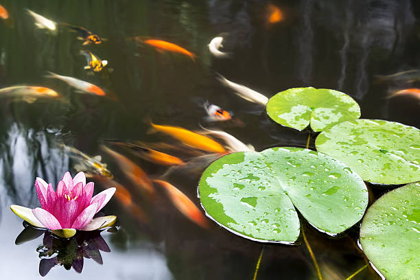 istock Lily Pad Pink Flower in Koi Pond 476363815