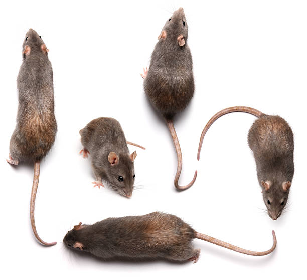 rats stock photo
