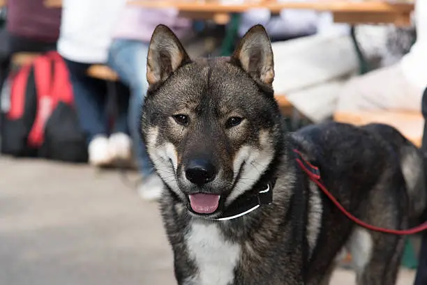 Portrait of a shikoku dog smiling