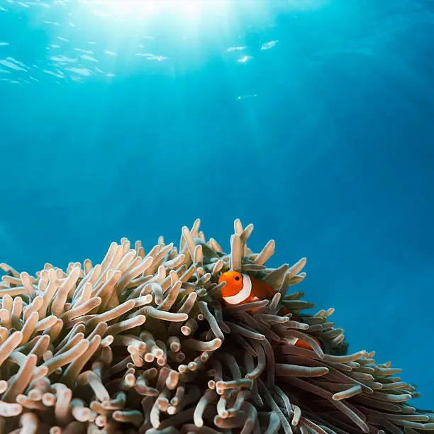 Photo of Clown Fish hiding in Anemone