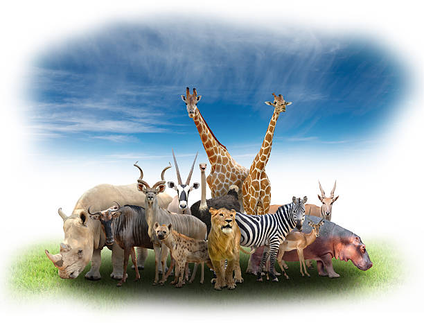 istock group of africa animals 476365536
