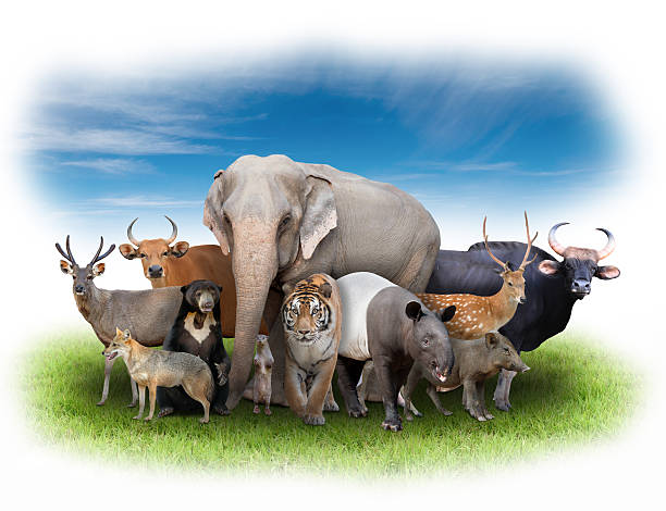 istock group of asia animals 476365538