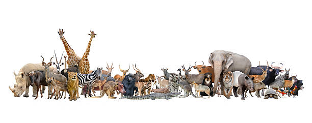 animal of the world