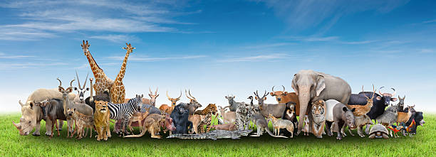 hewan dunia - sapi bali sapi potret stok, foto, & gambar bebas royalti