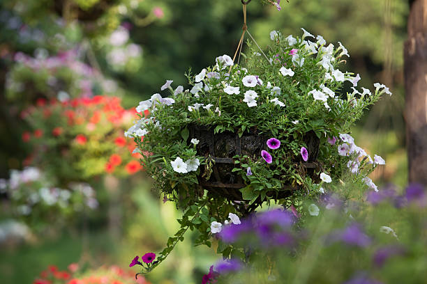 Hanging basket of flowers