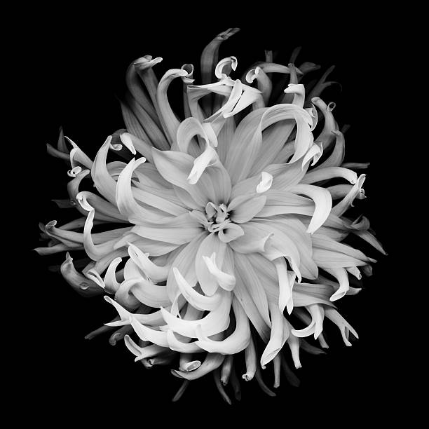 XXXL: Monochrome dahlia isolated on a black background