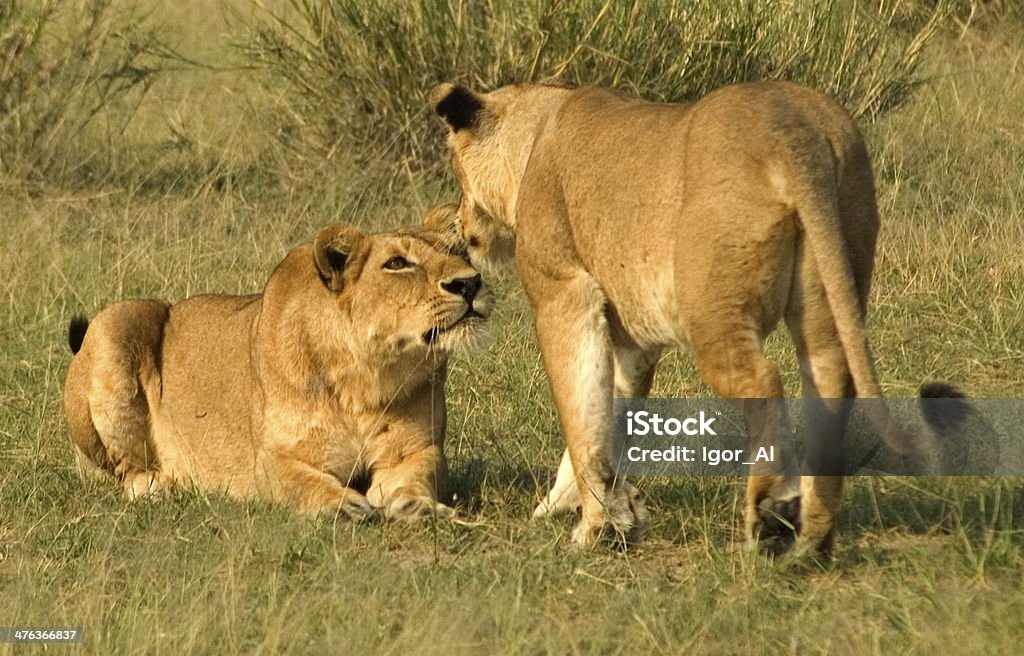 Due giovani Lions - Foto stock royalty-free di Africa