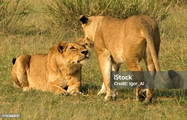Due Giovani Lions - Fotografie stock e altre immagini di Africa - Africa, Africa orientale, Ambientazione esterna