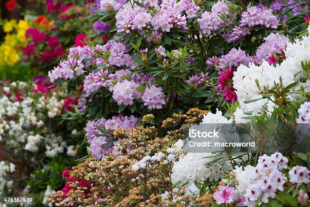 Fiorente Colorato Rododendroxxxl - Fotografie stock e altre immagini di Ambientazione esterna - Ambientazione esterna, Azalea, Bellezza naturale
