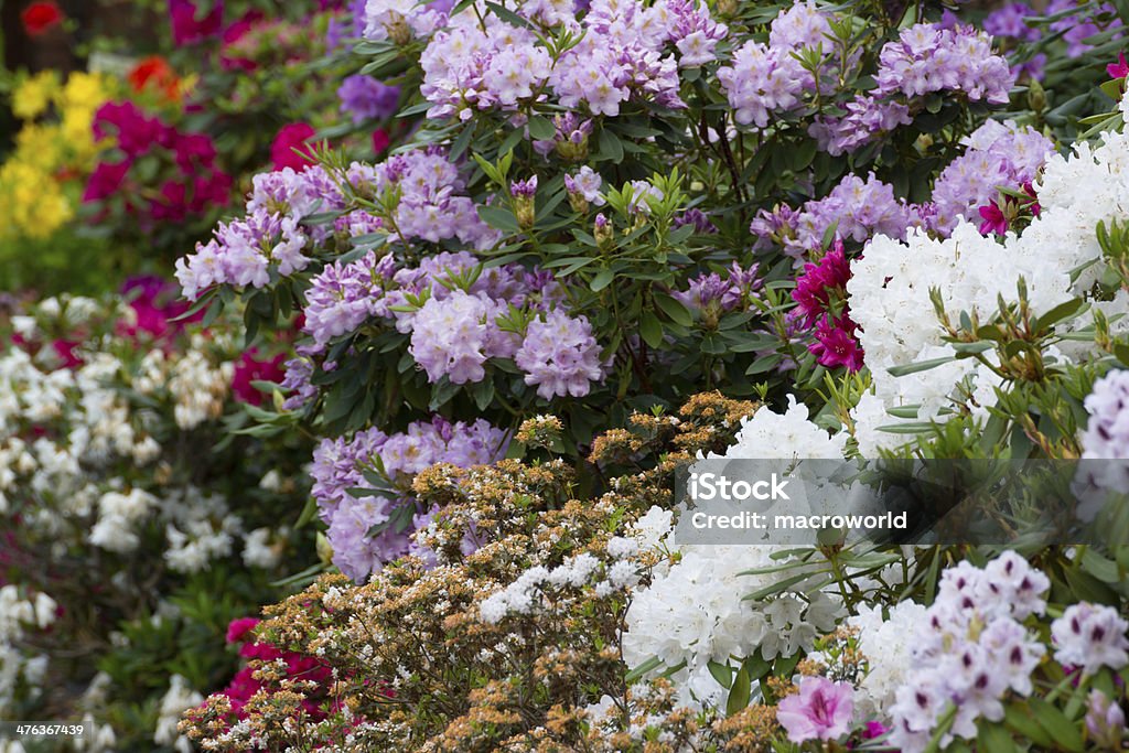 Rozkwiecony na Rhododendron-XXXL - Zbiór zdjęć royalty-free (Azalia)
