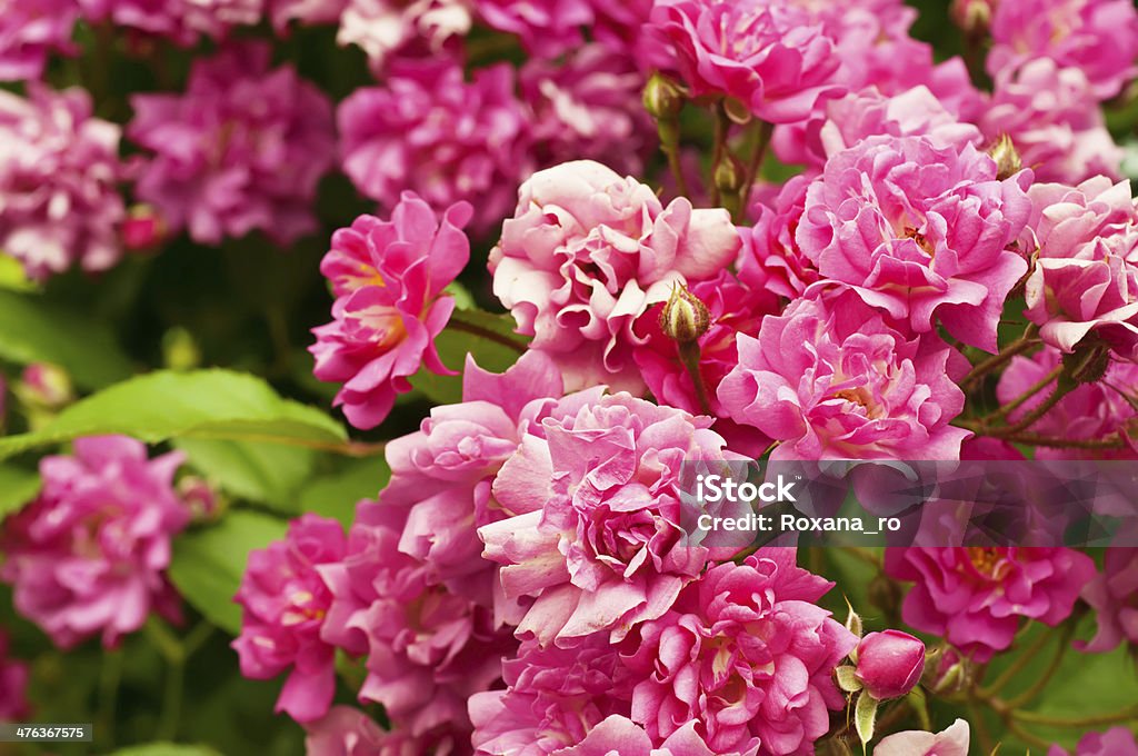 Fleurs de pivoine - Photo de Arbre en fleurs libre de droits