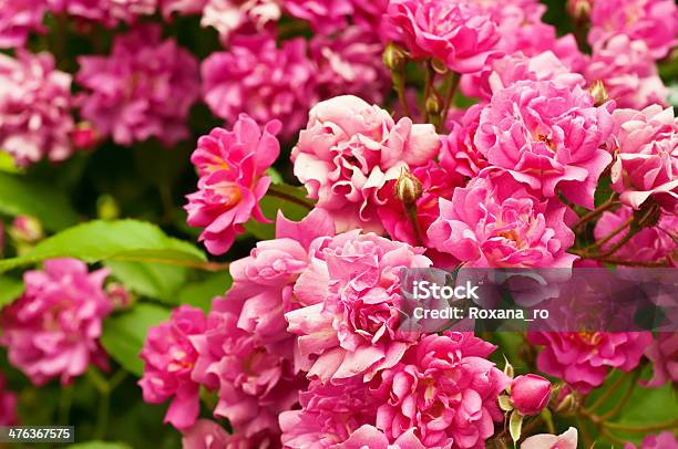 Photo libre de droit de Fleurs De Pivoine banque d'images et plus d'images libres de droit de Arbre en fleurs - Arbre en fleurs, Beauté de la nature, Capitule