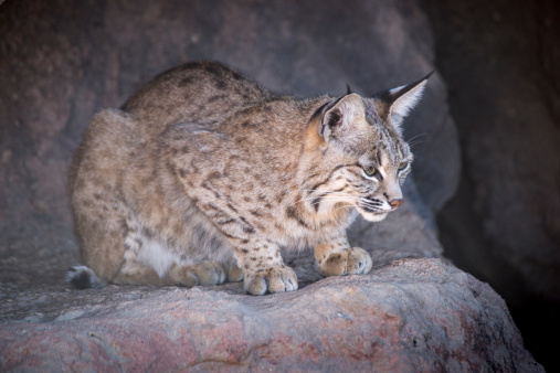 An alert female bobcat watches the landscape beneath her rocky perch.