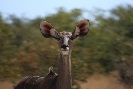 kudu antelope