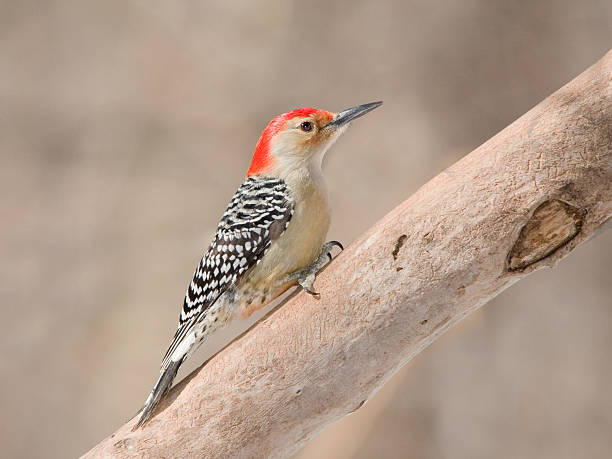 Red-bellied Woodpecker stock photo