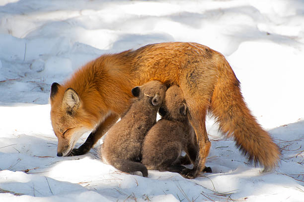 Fox pups drinking are their mom stock photo