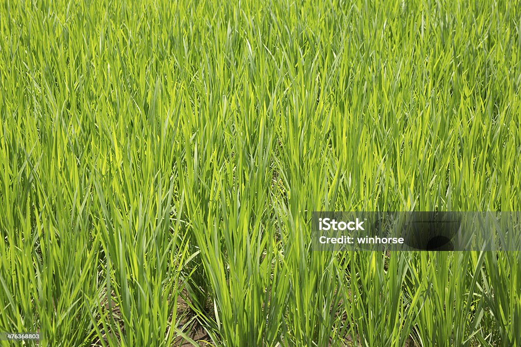 Pole ryżowe - Zbiór zdjęć royalty-free (Fotografika)