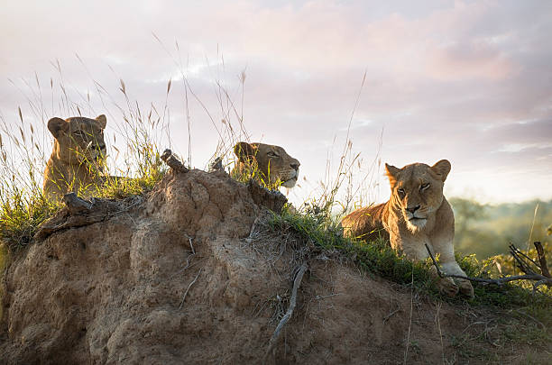 istock Lions in Kruger Wildlife Reserve 476368818