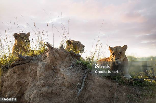 Lions In Kruger Wildlife Reserve Stock Photo - Download Image Now - Kapama Reserve, Lion - Feline, Lioness - Feline