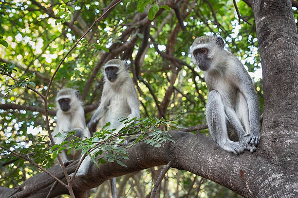 Vervet Monkeys On Tree in Kruger Wildlife Reserve Chlorocebus pygerythrus sitting on tree in Kruger Wildlife Reserve in South Africa. kapama reserve stock pictures, royalty-free photos & images