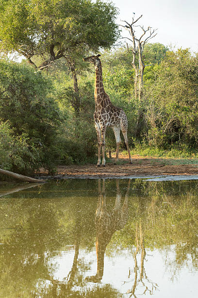 istock Giraffe in Kruger Wildlife Reserve 476368854